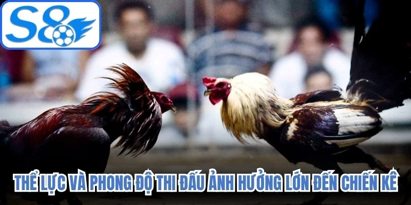 Thể lực và phong độ thi đấu ảnh hưởng rất lớn đến chiến kê