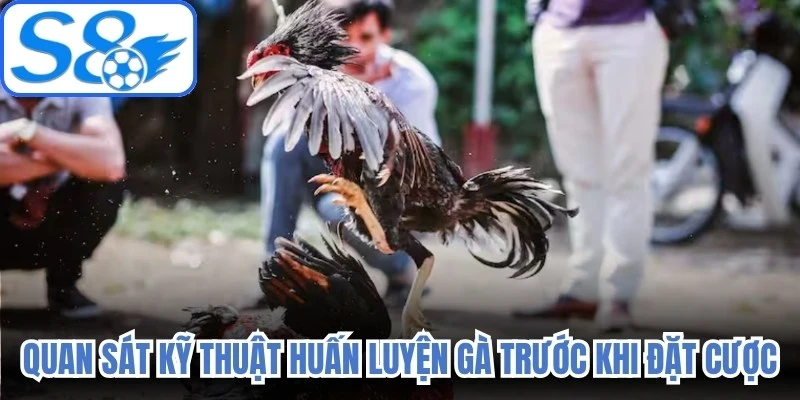 Quan sát kỹ thuật huấn luyện gà trước khi đặt cược