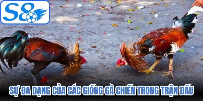 Sự đa dạng của các giống gà chiến trong trận đấu