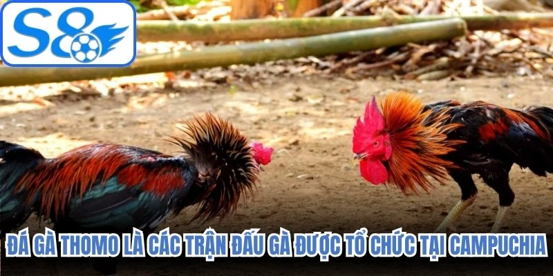 Đá gà Thomo là các trận đấu gà được tổ chức tại khu vực biên giới Campuchia