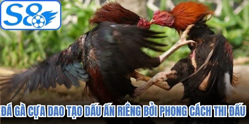 Đá gà cựa dao tạo dấu ấn riêng bởi phong cách thi đấu mạnh mẽ